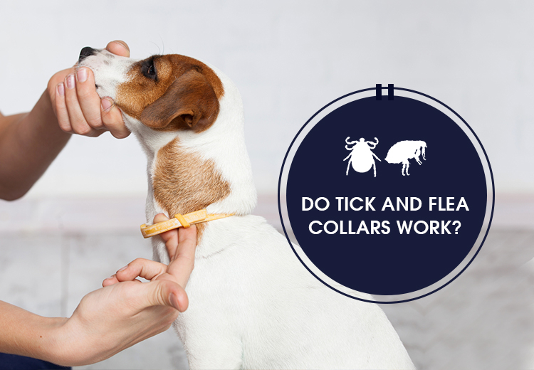 Do Tick and Flea Collars Work?