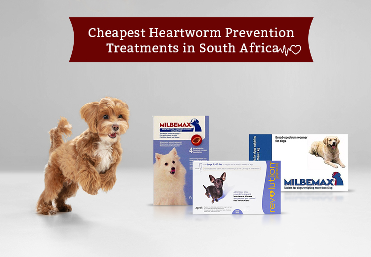 How to Prevent Heartworms?