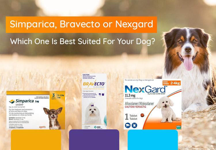 Simparica Bravecto Nexgard