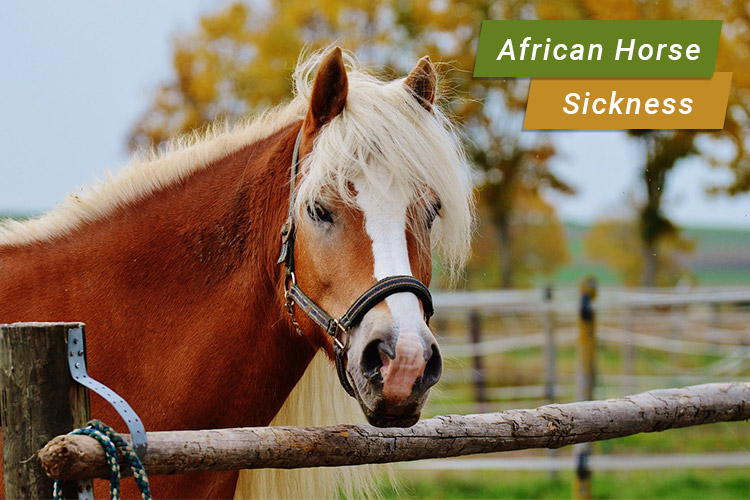 What is African Horse Sickness