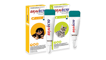 bravecto spot on