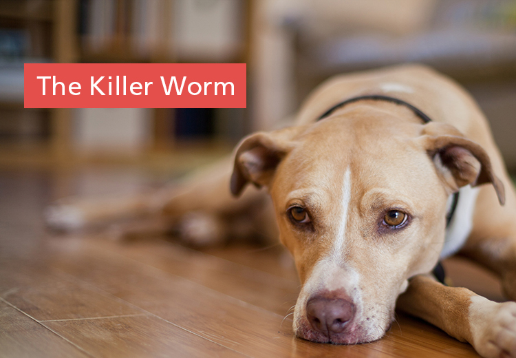 The Killer Worms in Dogs - Spirocerca lupi