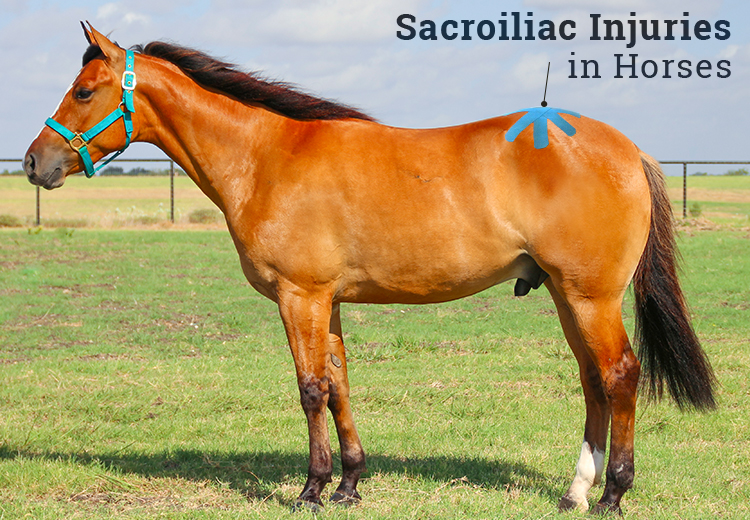 Sacroiliac Injuries in Horses