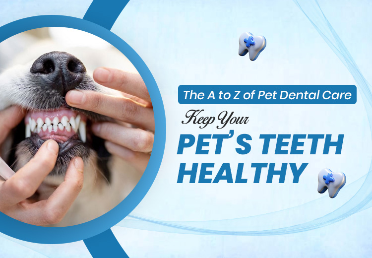 Pet Dental Care