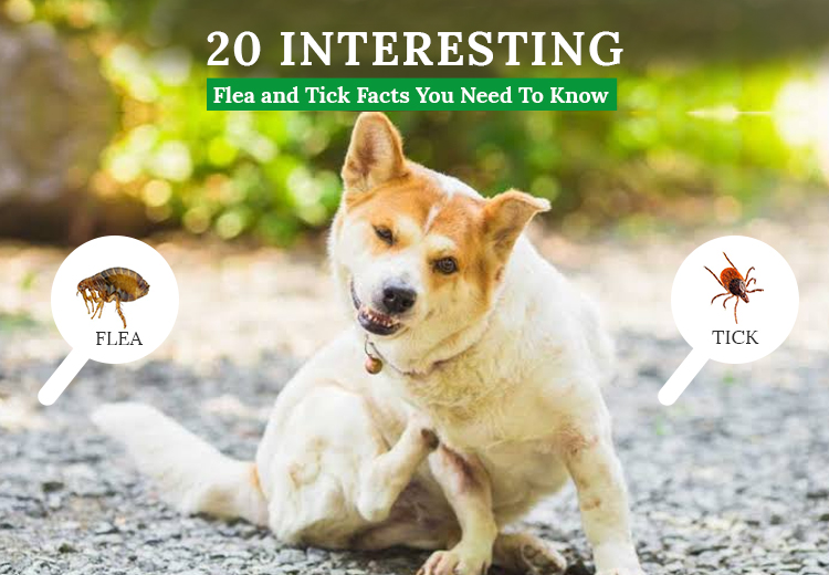 20 Interesting Flea and Tick Facts You Need To Know