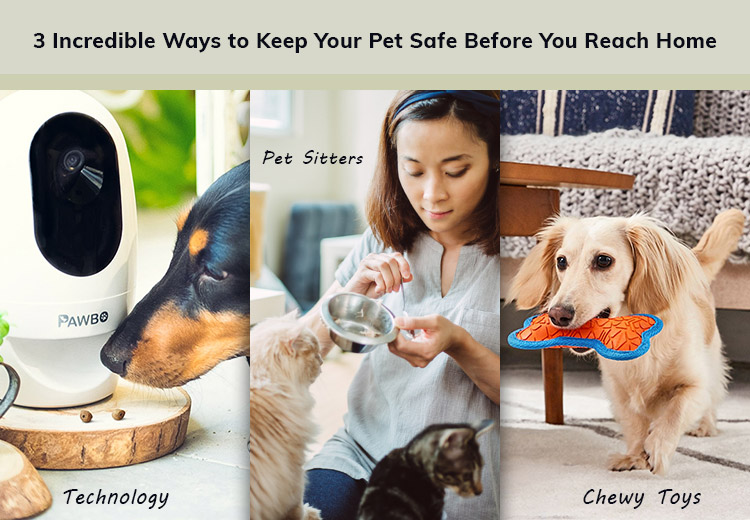 Incredible Ways to Keep Your Pet Safe Before You Reach Home