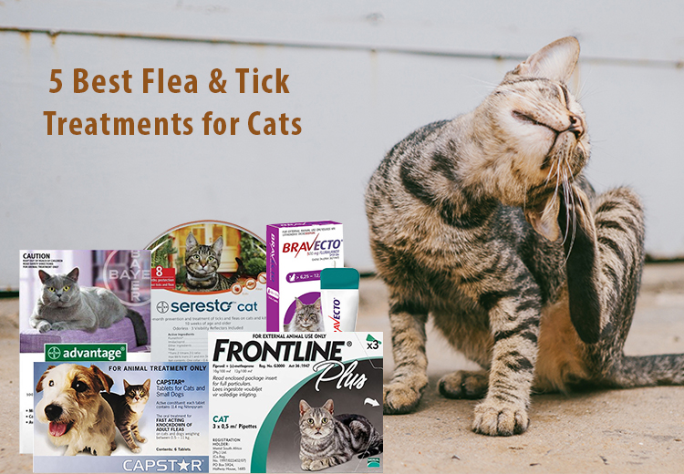 Top 5 Vet-recommended Flea Treatments For Cats