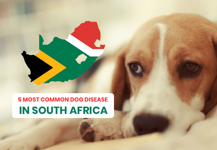 5 MOST COMMON DOG DISEASE IN SOUTH AFRICA