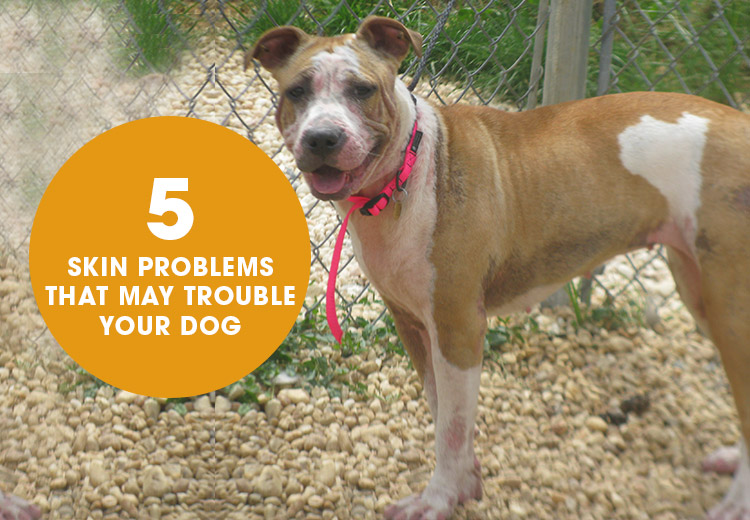 5 Skin Problems That May Trouble Your Dog