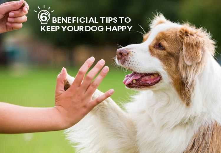 6 Beneficial Tips to Keep Your Dog Happy