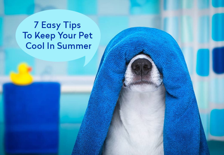7 Easy Tips To Keep Your Pet Cool In Summer