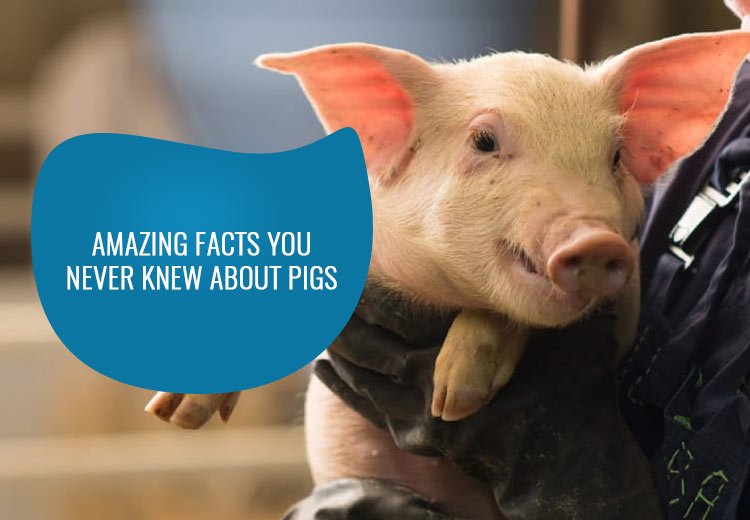Amazing Facts You Never Knew About Pigs