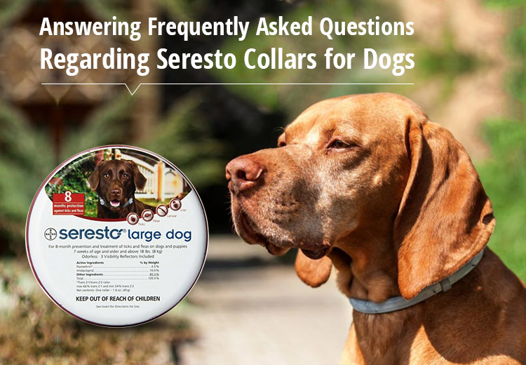 Answering Frequently Asked Questions Regarding Seresto Collars for Dogs