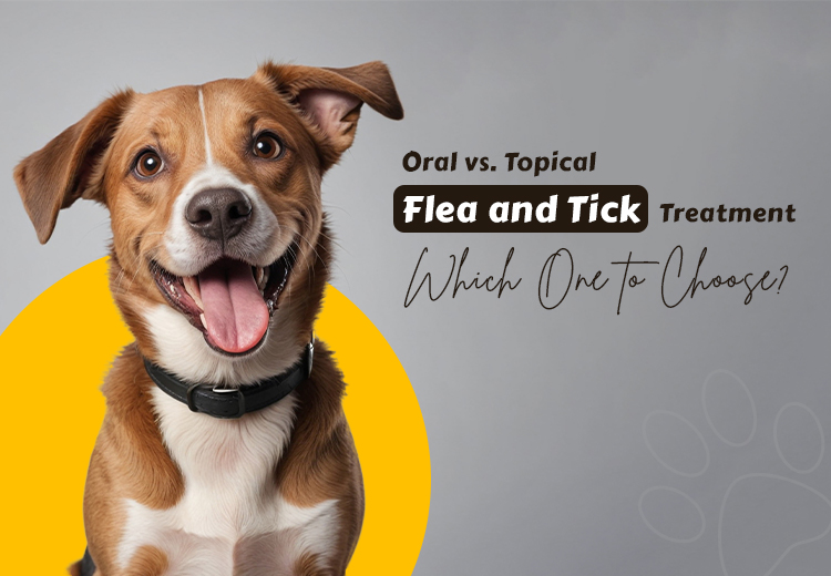 Oral vs. Topical Flea & Tick Treatment