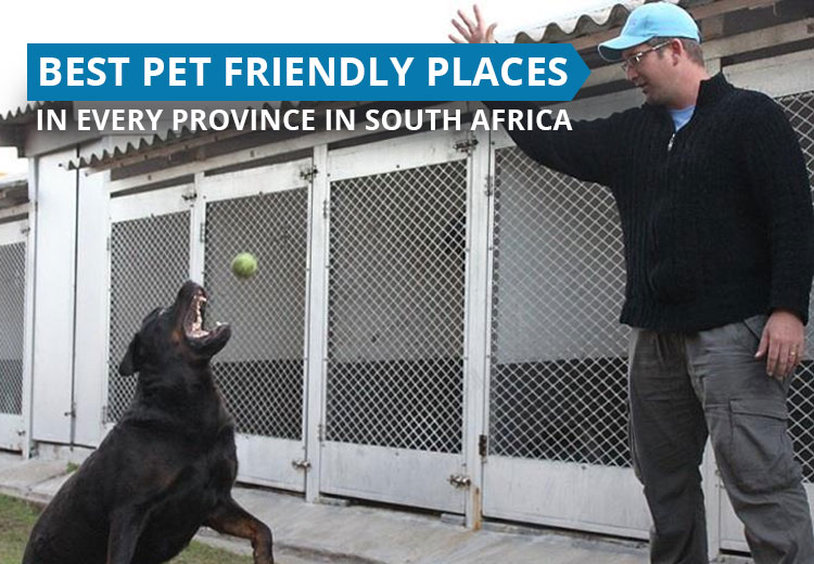 Best Pet Friendly Places in Every Province in South Africa
