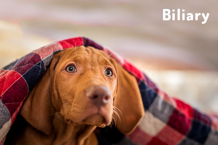 What is Biliary in Dogs?