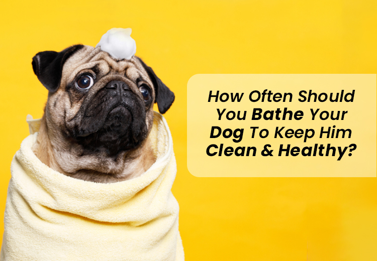Dog Bathing: Everything You Need to Know