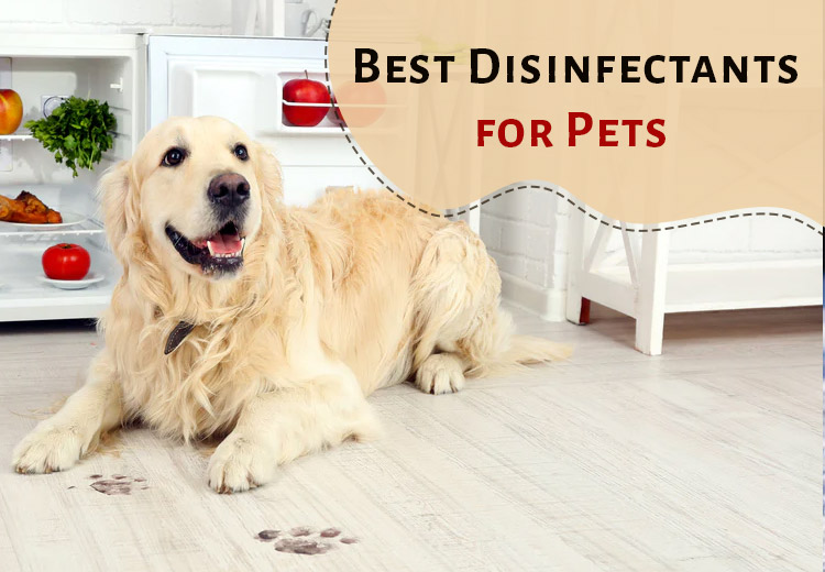 Keeping Your Furry Friends & Home Odorless and Bacteria-Free!