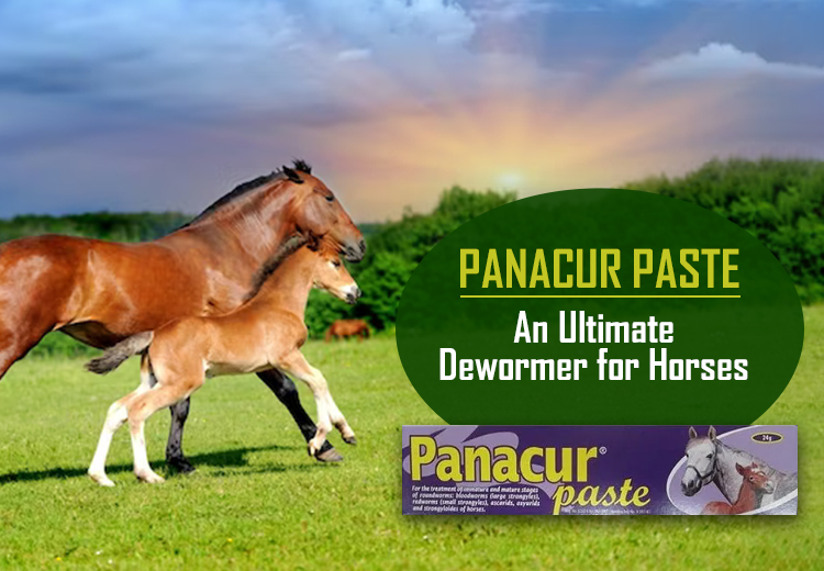Best Horse Dewormer: PANACUR PASTE FOR HORSES