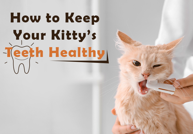 How-to-Keep-Your-Kitty-Teeth-Healthy