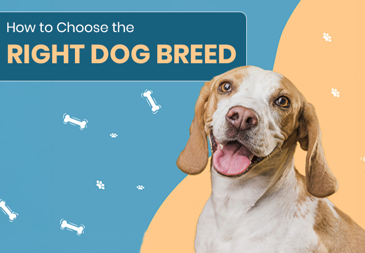How to Choose the Right Dog Breed