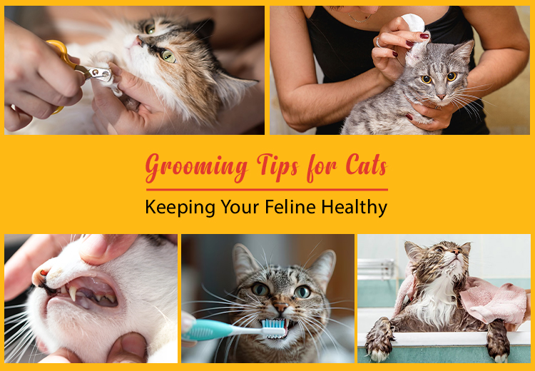 Grooming Tips for Cats