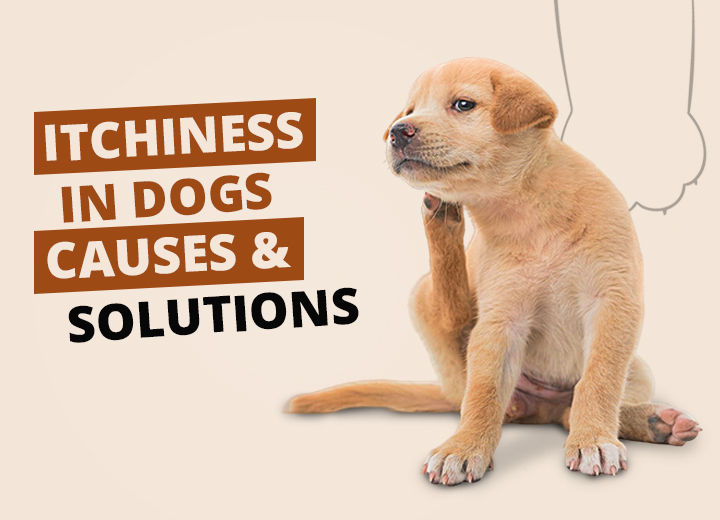 Itchiness in Dogs