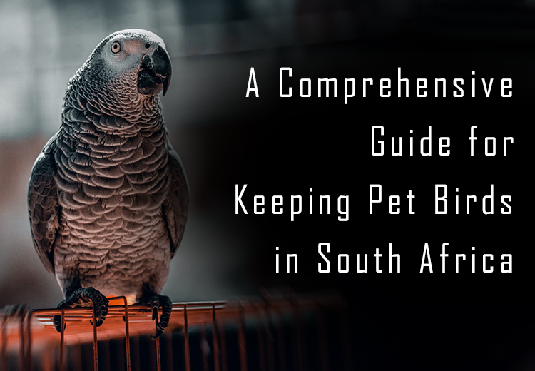 The Ultimate Guide to Keeping Pet Birds in South Africa: Everything You Need to Know