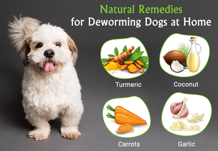 Easy and Effective Natural Remedies to Deworm Your Dog at Home