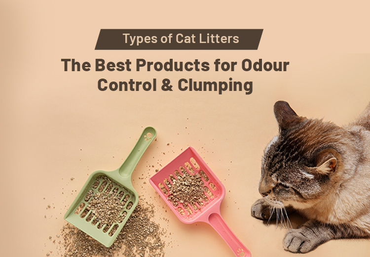 Can Dogs Sense Disasters