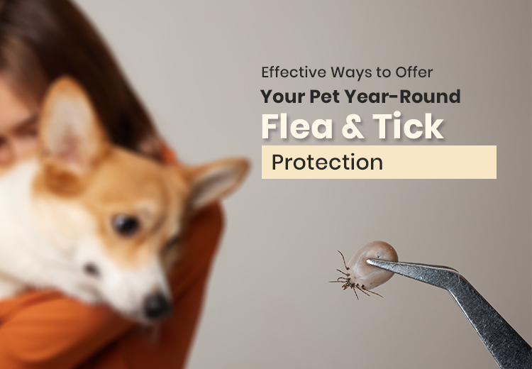 Can Dogs Sense Disasters