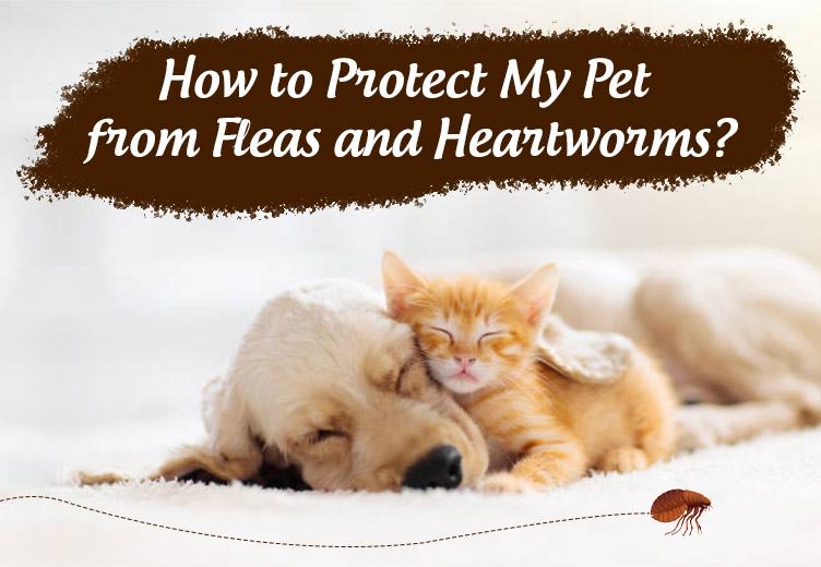 How to Protect My Pet from Fleas and Heartworms