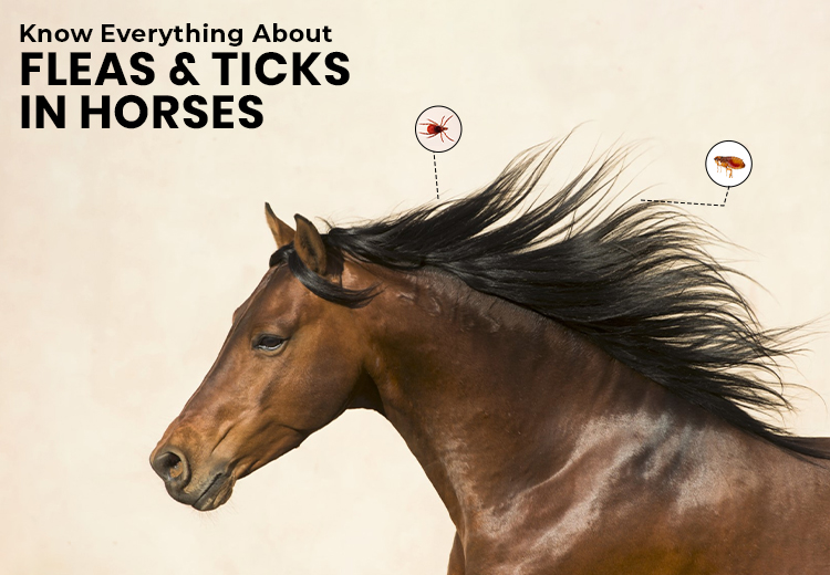 Keeping Your Horse Happy and Healthy: Protecting Them from Fleas & Ticks