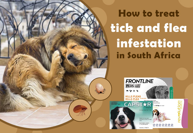 Safest Flea and Tick Treatment for Dogs