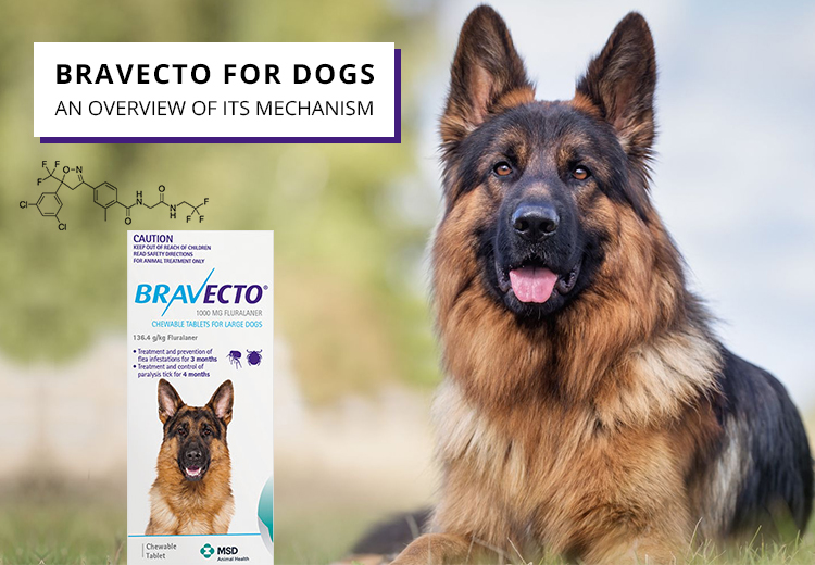 Bravecto for Dogs - An Overview Of Its Mechanism