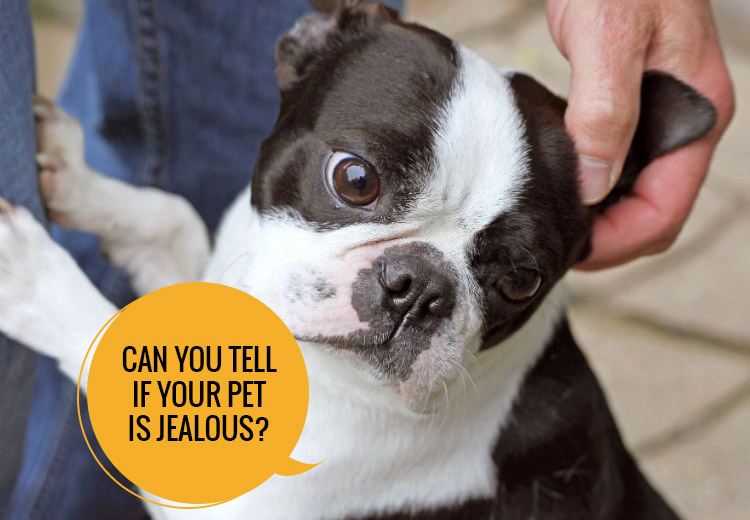 Can You Tell If Your Pet Is Jealous?