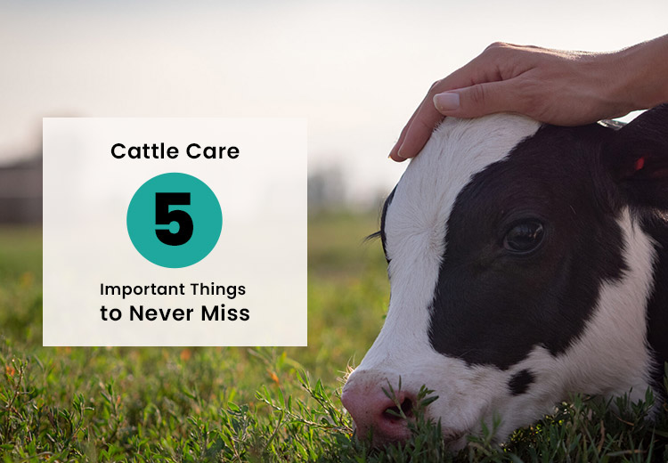 Cattle Care – Five Important Things to Never Miss