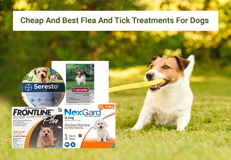 Cheapest Place to Buy Flea And Tick Treatments For Dogs