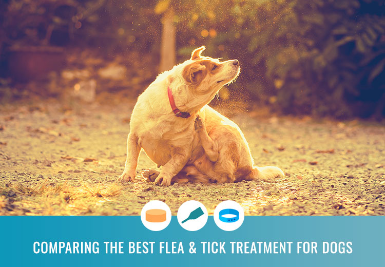 Comparing The Best Flea & Tick Treatment For Dogs