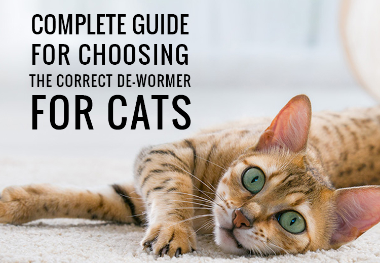 Complete Guide for Choosing The Correct De-wormer For Cats