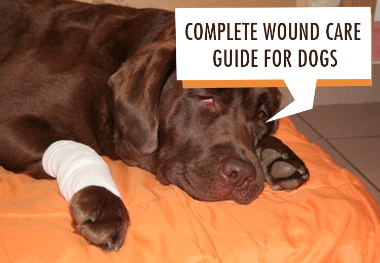 Complete Wound Care Guide For Dogs