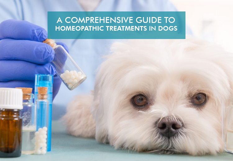 Comprehensive Guide For Homeopathic Treatments in Dogs