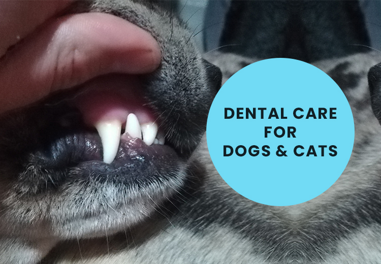 Dental Care for Dogs and Cats