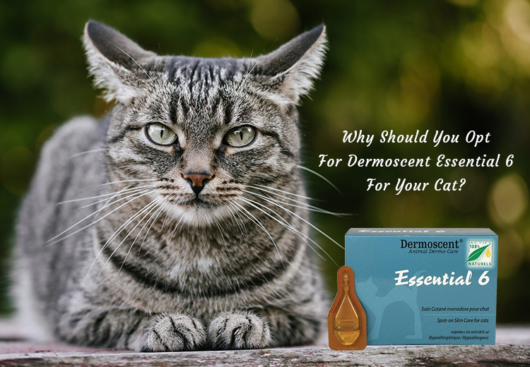 Best Product For Cats Dermoscent Essential 6