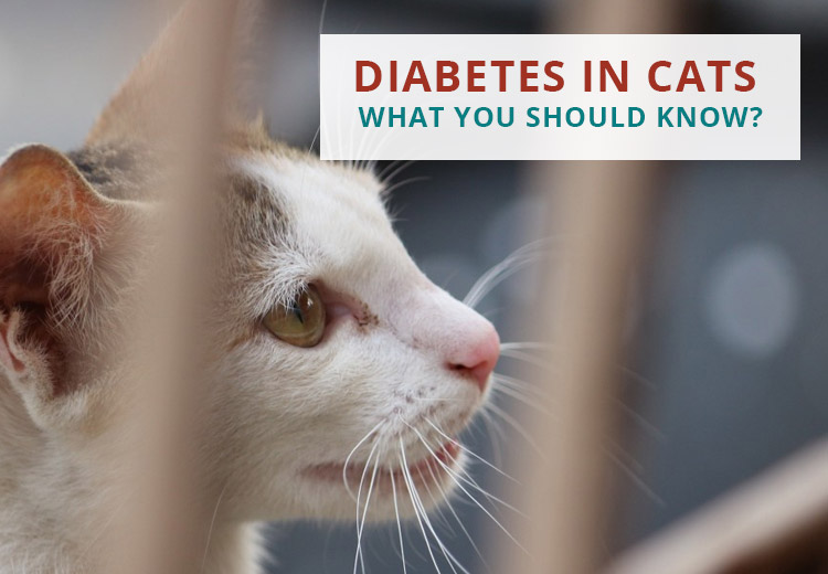 Diabetes In Cats: What You Should Know?