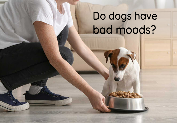 Do dogs have bad moods?