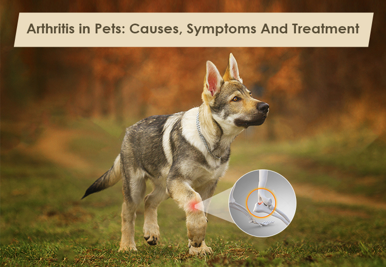 How to Help your pet Deal with Arthritis?