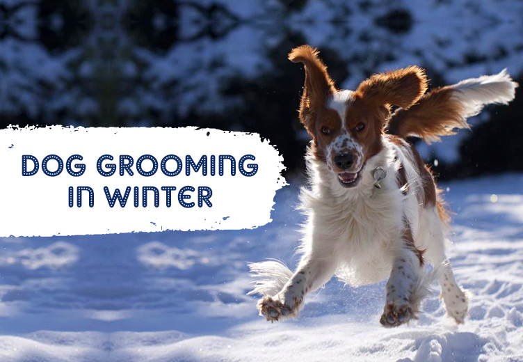 Dog Grooming in Winter