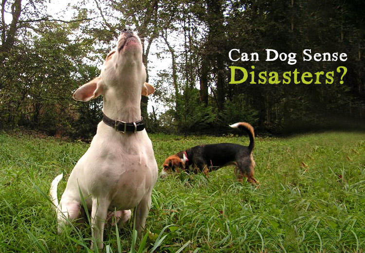 Can Dogs Sense Disasters