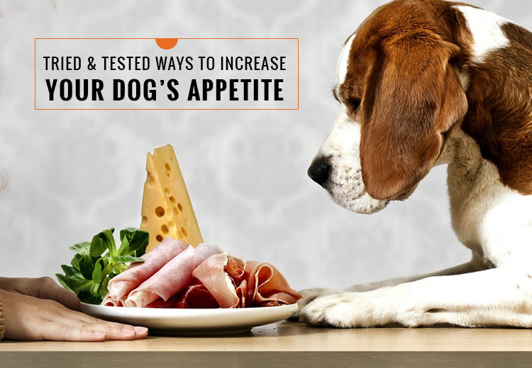 Tried and Tested Ways To Increase Your Dog’s Appetite
